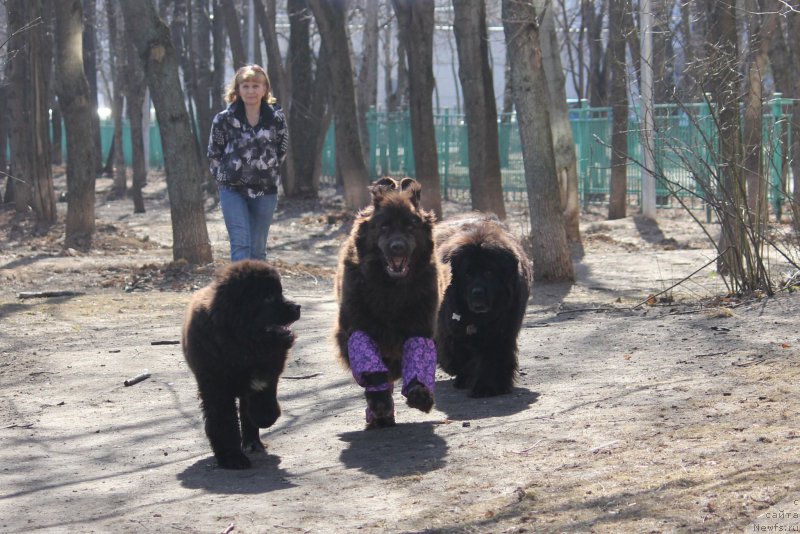 Фото: ньюфаундленд Njufort Amanda Blum (Ньюфорт Аманда Блум), ньюфаундленд Chernyi Sharm Angel'skaya Krasota (Черный Шарм Ангельская Красота), ньюфаундленд CHansi iz Zolotogo Treugol'nika (Чанси из Золотого Треугольника)
