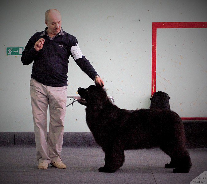 Фото: ньюфаундленд Mnogolikaya Boginya Manifik (Многоликая Богиня Манифик)