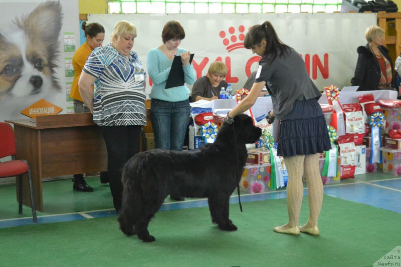 Фото: ньюфаундленд Piternyuf Ideas For Life (Питерньюф Идеас Фор Лифе), Zarina Lubkova (Зарина Лубкова)