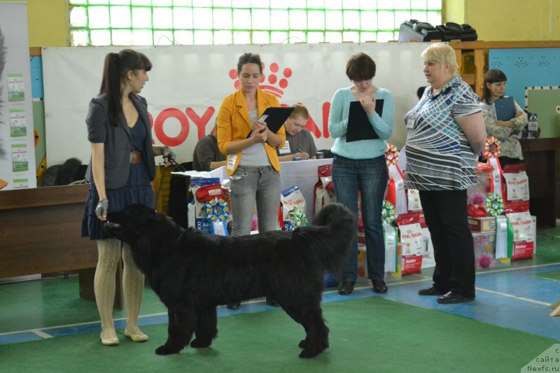 Фото: ньюфаундленд Piternyuf Ideas For Life (Питерньюф Идеас Фор Лифе), Zarina Lubkova (Зарина Лубкова)