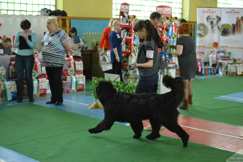 Фото: ньюфаундленд Piternyuf Ideas For Life (Питерньюф Идеас Фор Лифе), Zarina Lubkova (Зарина Лубкова)