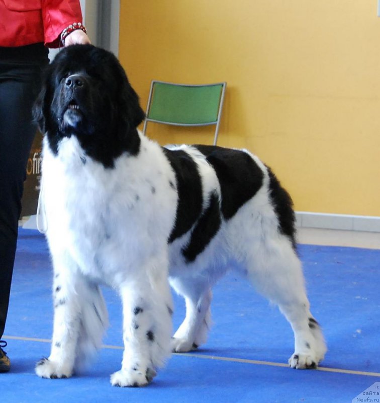 Фото: ньюфаундленд Chernaya Mafia Zebra Time (Черная Мафия Зебра Тиме)