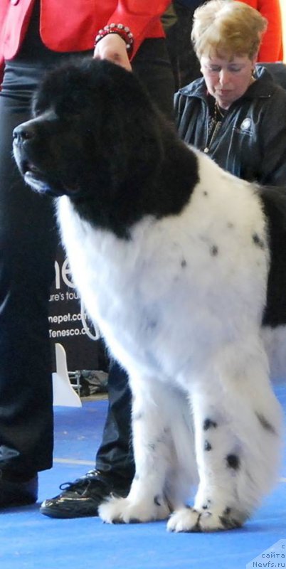 Фото: ньюфаундленд Chernaya Mafia Zebra Time (Черная Мафия Зебра Тиме)