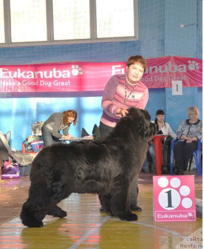 Фото: ньюфаундленд Overture iz Medvejyego Yara (Увертюра из Медвежьего Яра)