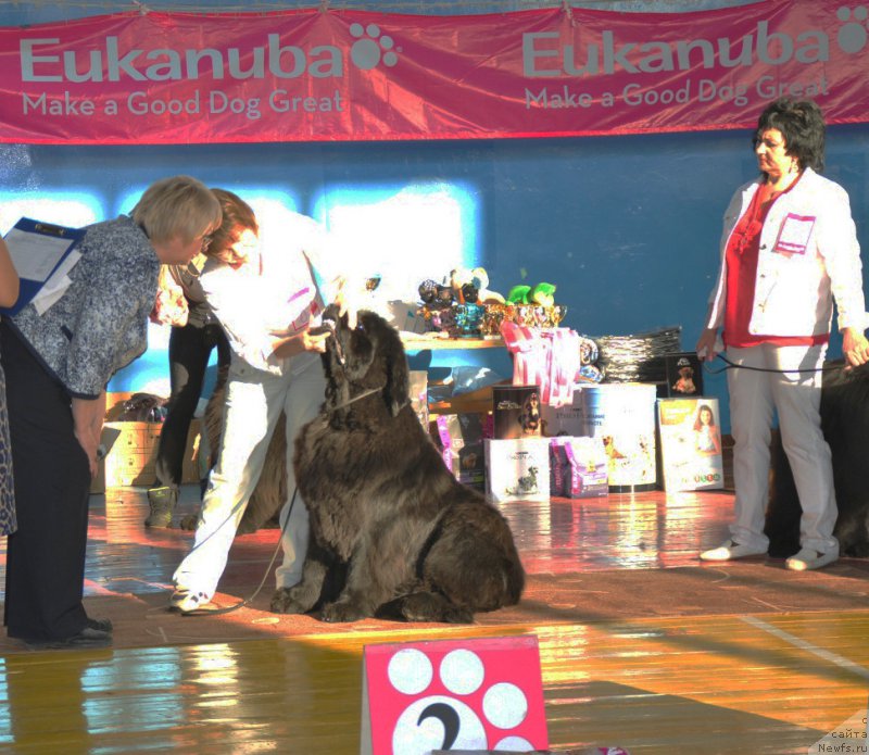 Фото: ньюфаундленд Overture iz Medvejyego Yara (Увертюра из Медвежьего Яра)