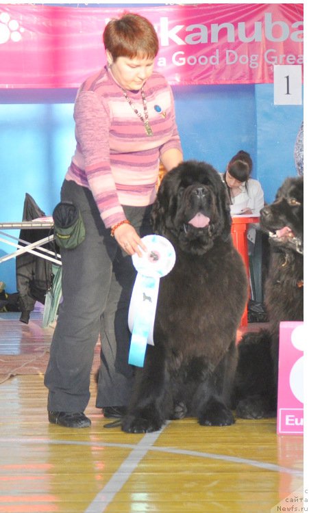 Фото: ньюфаундленд Overture iz Medvejyego Yara (Увертюра из Медвежьего Яра)