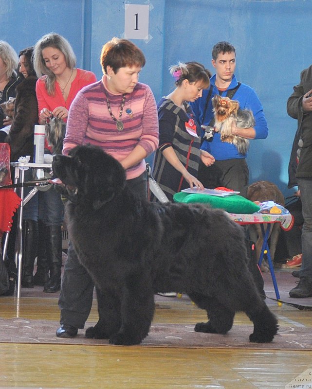 Фото: ньюфаундленд Overture iz Medvejyego Yara (Увертюра из Медвежьего Яра)