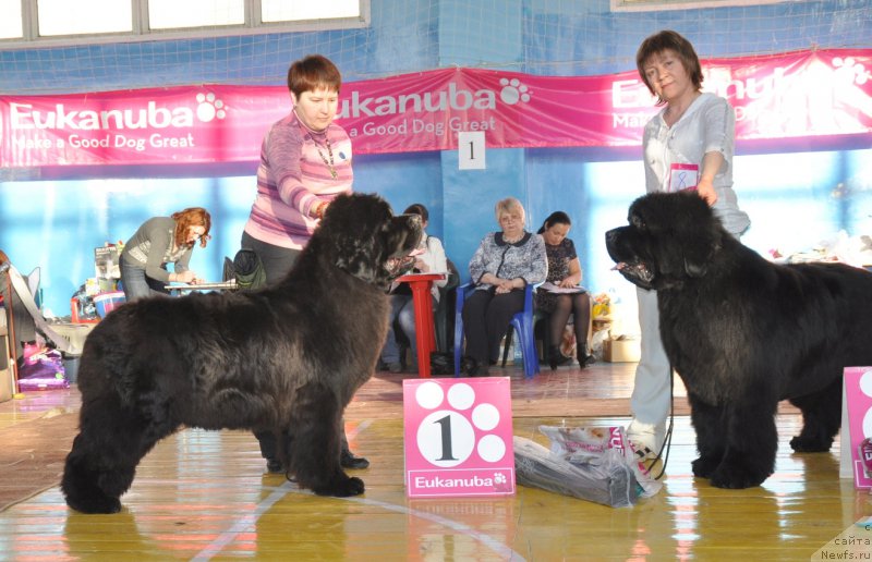 Фото: ньюфаундленд Overture iz Medvejyego Yara (Увертюра из Медвежьего Яра), ньюфаундленд S'Nezhnaya Vjuga Alyaniko del Vulture (С'Нежная Вьюга Альянико Дель Вультуре)