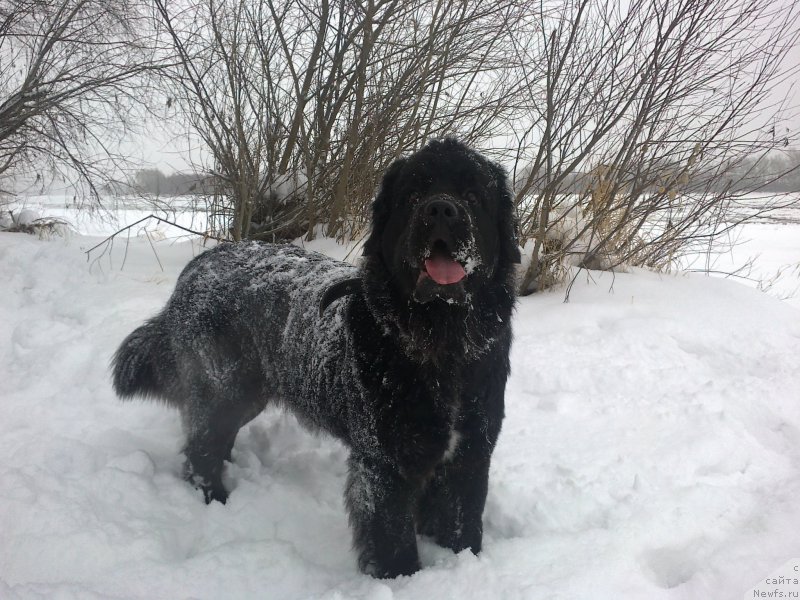 Фото: ньюфаундленд Fiamettahauz Severnaya Korona (Фиаметтахауз Северная Корона)