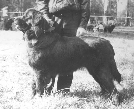 Фото: ньюфаундленд Unyut Magda (Унют Магда)