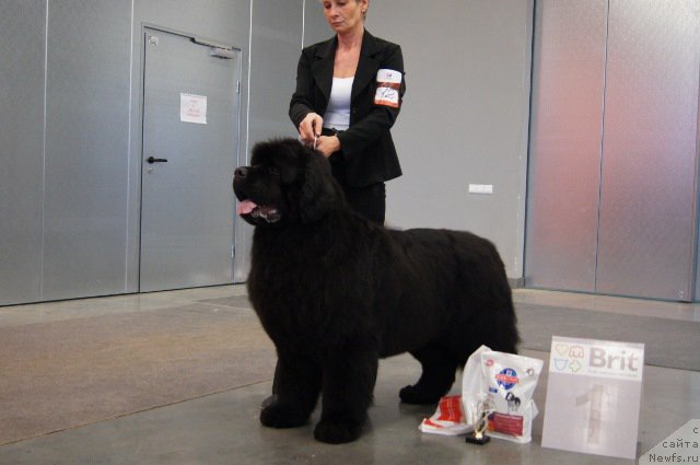 Фото: ньюфаундленд Deep Love I'm Sensation (Deep Love I'm Sensation)