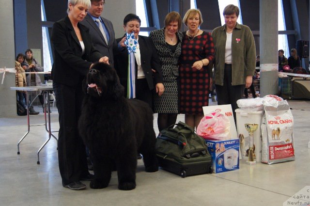 Фото: Nina Bazulina (Нина Базулина), ньюфаундленд Deep Love I'm Sensation (Deep Love I'm Sensation)