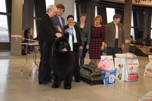 Фото: Nina Bazulina (Нина Базулина), ньюфаундленд Deep Love I'm Sensation (Deep Love I'm Sensation)