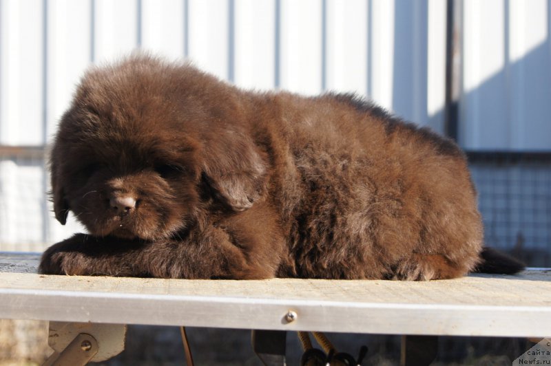 Фото: ньюфаундленд Eseniya s Berega Dona (Есения с Берега Дона)