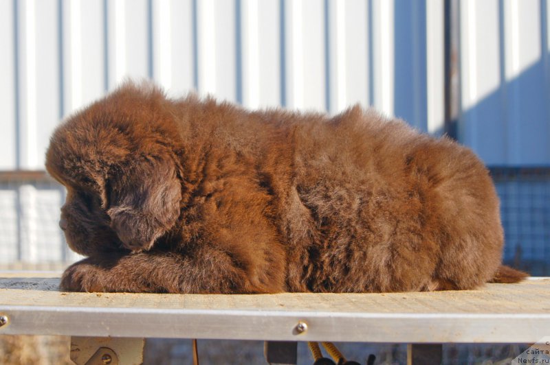 Фото: ньюфаундленд Eseniya s Berega Dona (Есения с Берега Дона)