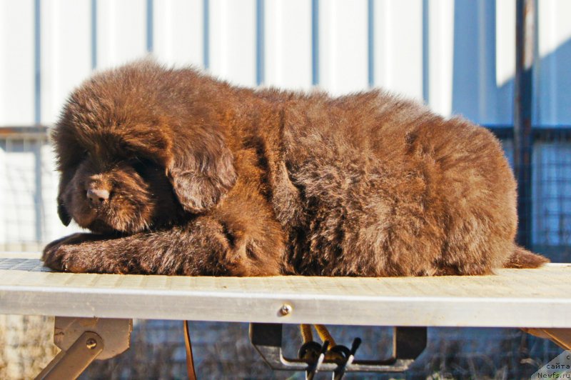 Фото: ньюфаундленд Eseniya s Berega Dona (Есения с Берега Дона)