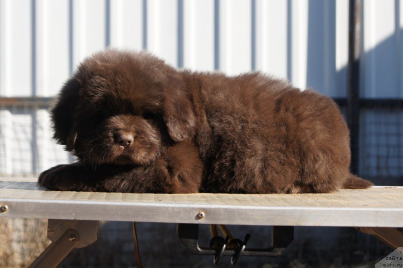 Фото: ньюфаундленд Eseniya s Berega Dona (Есения с Берега Дона)