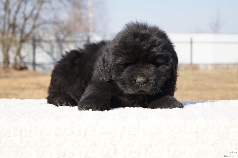 Фото: ньюфаундленд Ermak s Berega Dona (Ермак с Берега Дона)