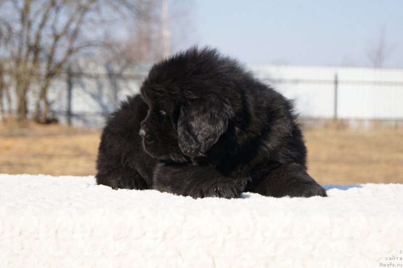 Фото: ньюфаундленд Ermak s Berega Dona (Ермак с Берега Дона)