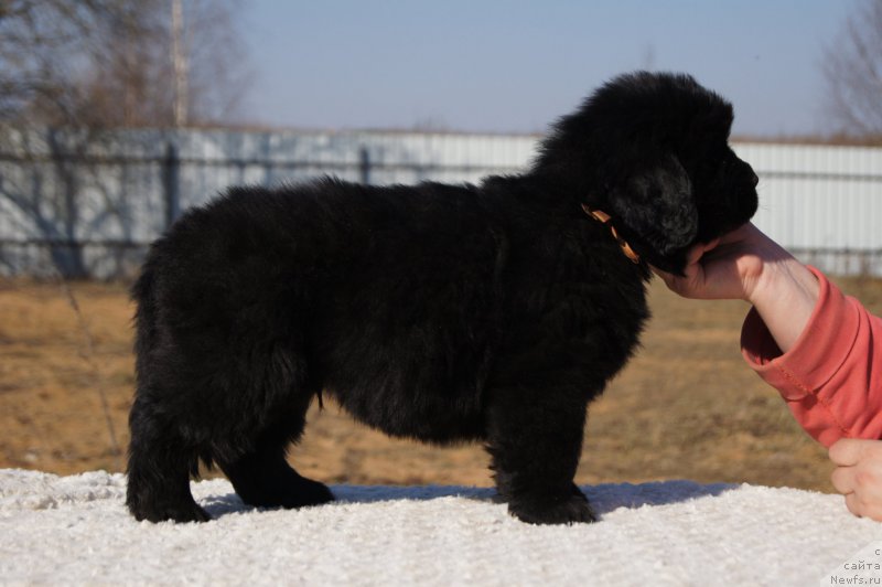 Фото: ньюфаундленд Ermak s Berega Dona (Ермак с Берега Дона)