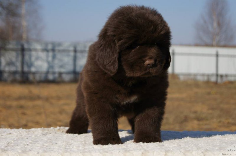 Фото: ньюфаундленд Esaul s Berega Dona (Есаул с Берега Дона)