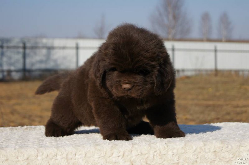 Фото: ньюфаундленд Esaul s Berega Dona (Есаул с Берега Дона)