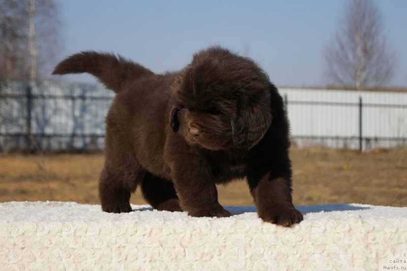 Фото: ньюфаундленд Esaul s Berega Dona (Есаул с Берега Дона)