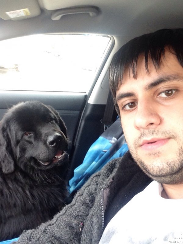 Фото: Vladimir Hachatryan (Владимир Хачатрян), ньюфаундленд Brownblood MSK Helfi Best Armani (Браунблад МСК Хелфи Бэст Армани)