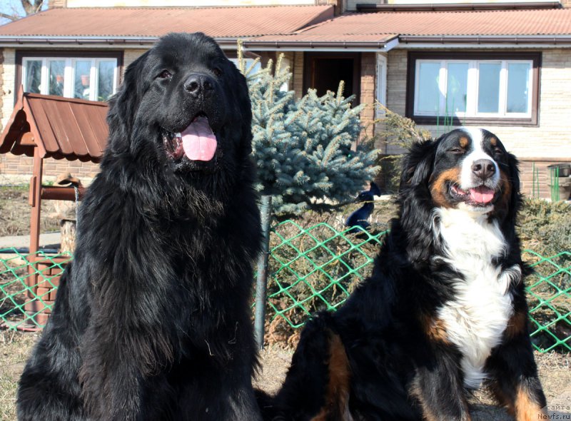 Фото: ньюфаундленд Brownblood MSK Helfi Best Armani (Браунблад МСК Хелфи Бэст Армани)