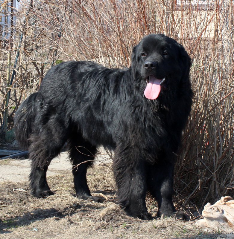 Фото: ньюфаундленд Brownblood MSK Helfi Best Armani (Браунблад МСК Хелфи Бэст Армани)