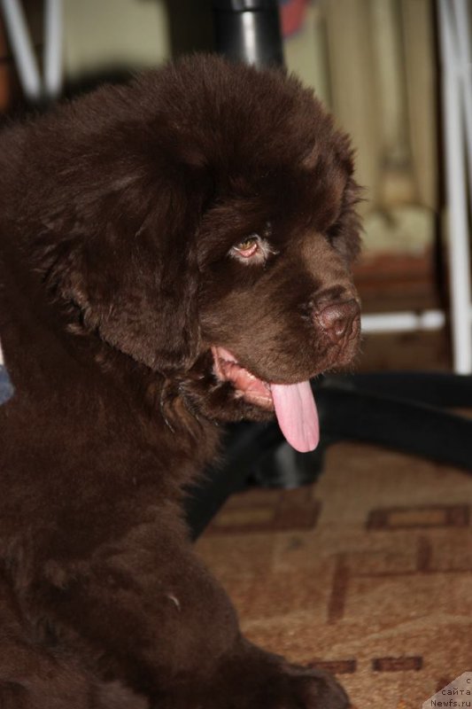 Фото: ньюфаундленд N'yufort Vashe Velichestvo Brabus (Ньюфорт Ваше Величество Брабус)