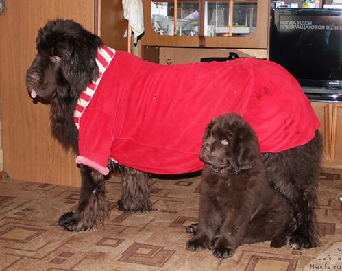 Фото: ньюфаундленд Obush SHed YAntarnyiy Poceluy (Обуш Шед Янтарный Поцелуй), ньюфаундленд N'yufort Vashe Velichestvo Brabus (Ньюфорт Ваше Величество Брабус)