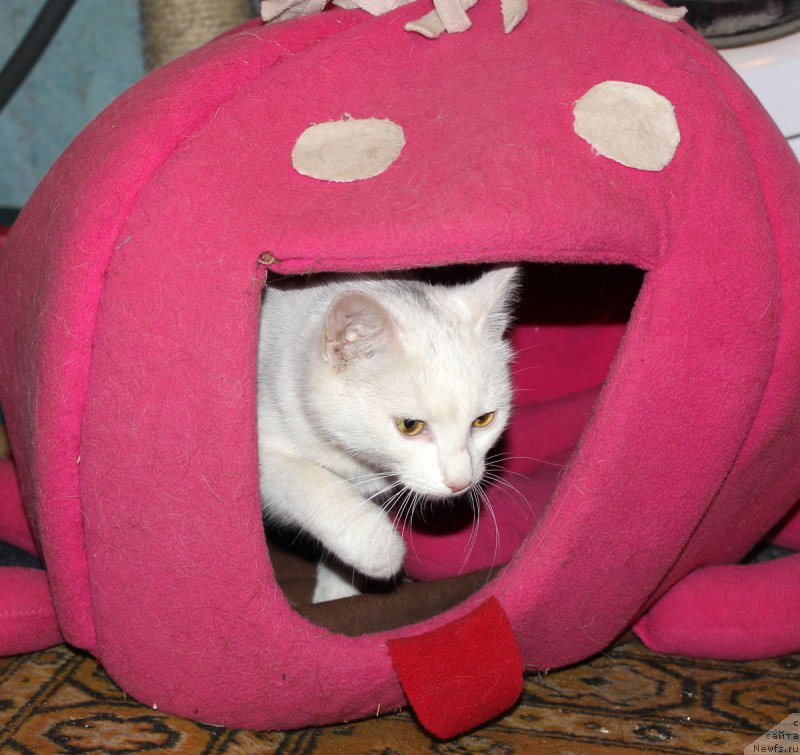 Фотография № 179277