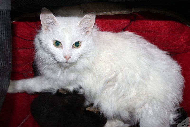 Фотография № 179279