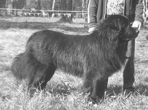 Фото: ньюфаундленд Unyut Milan (Унют Милан)