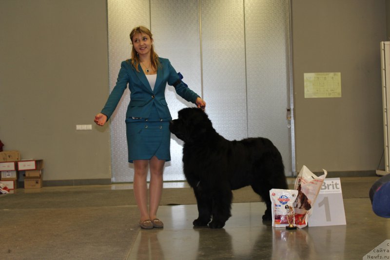 Фото: ньюфаундленд Aquatoriya Kelvin Fiona (Акватория Келвин Фиона), Viktoriya Soldatenko (Виктория Солдатенко)
