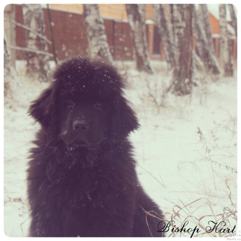 Фото: ньюфаундленд Ih Visochestvo Bishop Karl (Их Высочество Бишоп Карл)