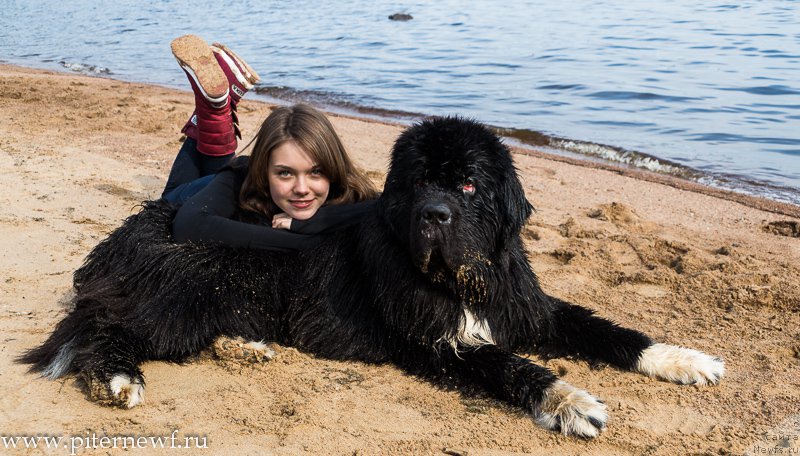 Фото: ньюфаундленд Piternyuf Omnia Vincet Amor (Питерньюф Омниа Винсет Амор), Anastasiya Kormakova (Анастасия Кормакова)