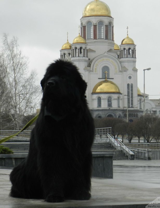 Фото: ньюфаундленд Ih Vyisochestvo Divnaya Carica (Их Высочество Дивная Царица)