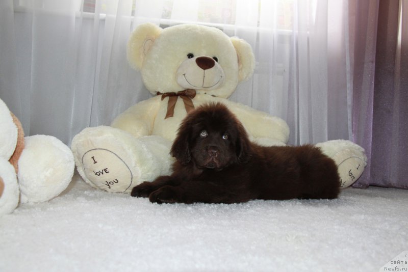 Фото: ньюфаундленд N'yufort Vivian (Ньюфорт Вивиан)