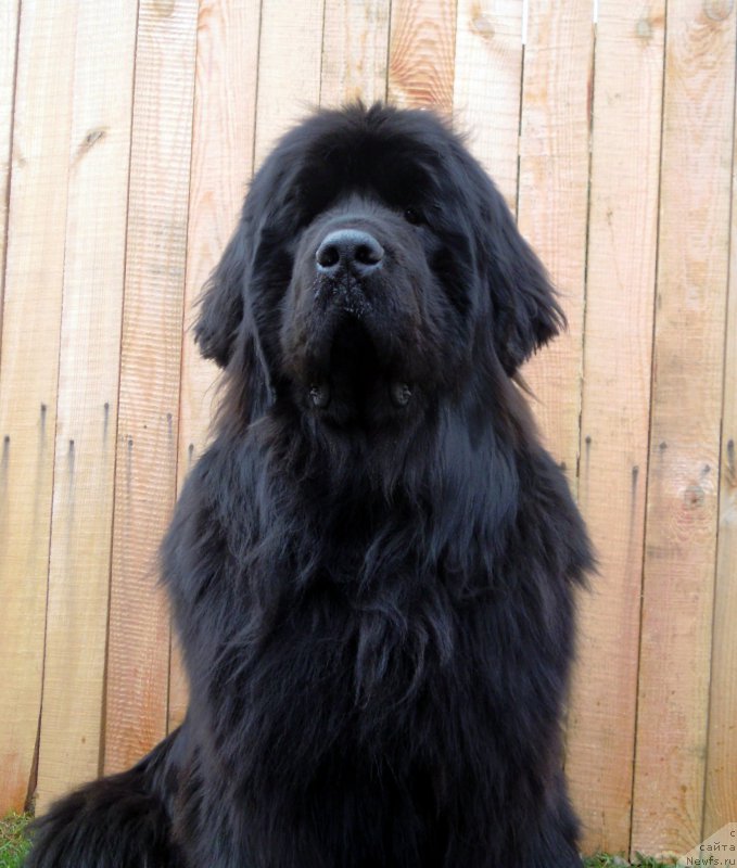 Фото: ньюфаундленд Akvatoriya Kelvin Ul'timyeyt (Акватория Келвин Ультимэйт)