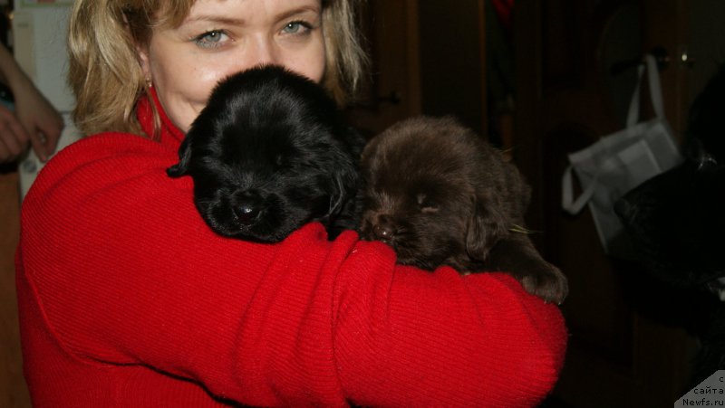 Фото: ньюфаундленд Andjelo Orso Astarta (Анджело Орсо Астарта)