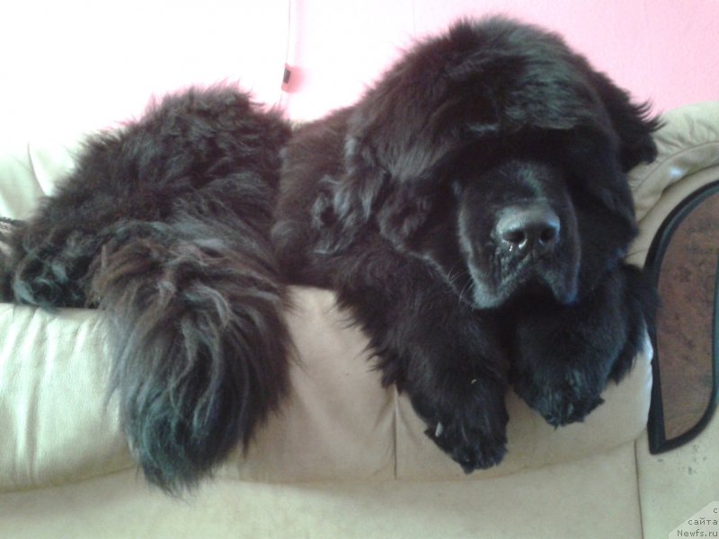 Фото: ньюфаундленд Funnewf Jemapel Madam Nuar (Фанньюф Жемапель Мадам Нуар)