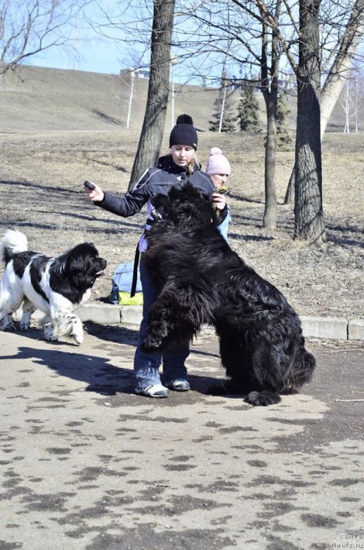 Фото: ньюфаундленд N'yufort SHum Priboya (Ньюфорт Шум Прибоя)
