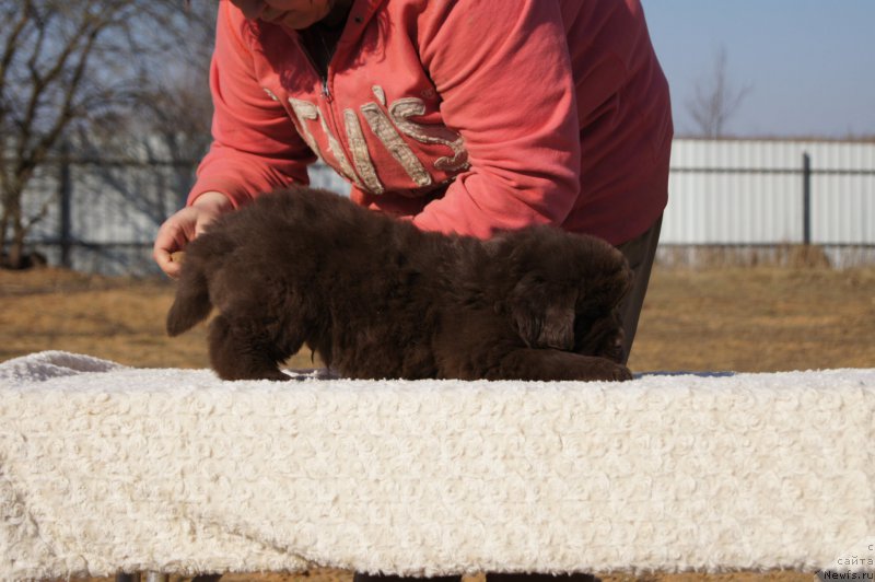 Фото: ньюфаундленд Eti s Berega Dona (Ети с Берега Дона)