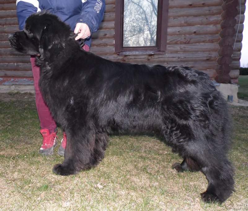 Фото: ньюфаундленд Sent Djons Ziva for Sakala (Сент Джонс Зива фор Сакала)