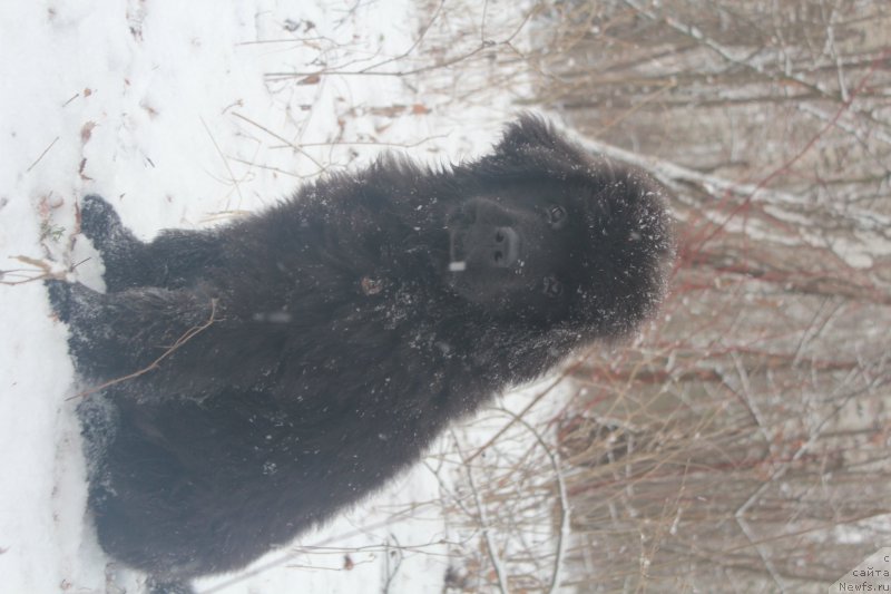 Фото: ньюфаундленд Ih Visochestvo Bishop Karl (Их Высочество Бишоп Карл)