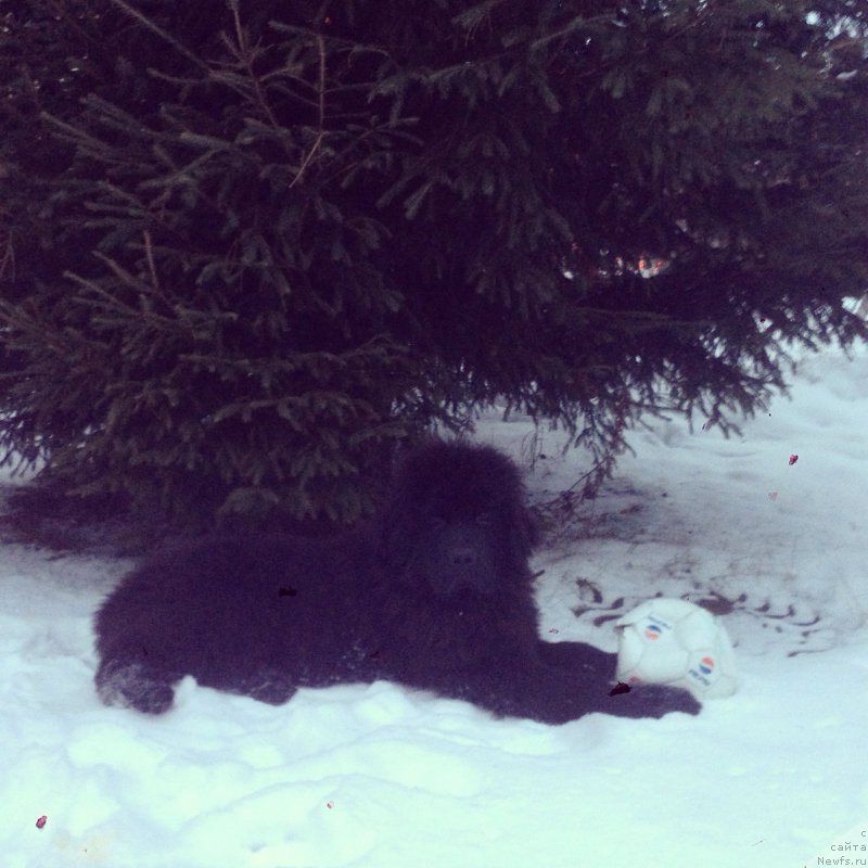 Фото: ньюфаундленд Ih Visochestvo Bishop Karl (Их Высочество Бишоп Карл)