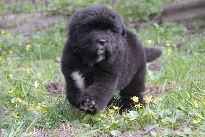 Фото: ньюфаундленд Dushechka s Berega Dona (Душечка с Берега Дона)