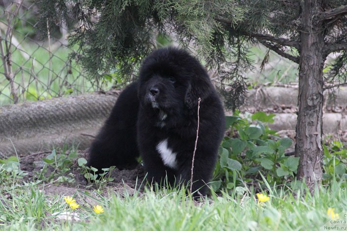 Фото: ньюфаундленд Dushechka s Berega Dona (Душечка с Берега Дона)